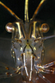   nikon 105mm 6T diopter little crop  